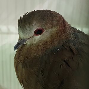 Lemon dove - Columba larvata