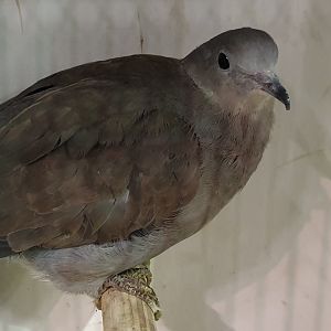 Red turtle dove - Streptopelia tranquebarica - female