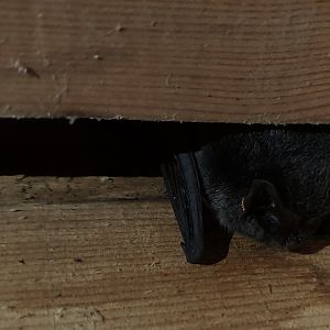 Western Barbastelle, 29/02/20