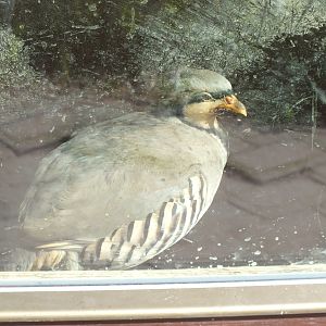 Cypriot Chukar (Alectoris chukar cypriotes) at Zoo Plzen - June 2017
