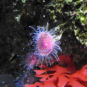 Strawberry Anemone