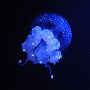 White-spotted Jellyfish