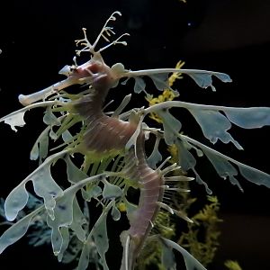 Leafy Seadragon
