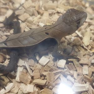 Stenocercus fimbriatus - juvenile