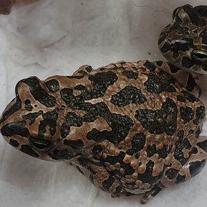 Bufotes viridis