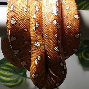 Morelia viridis - Biak - juvenile