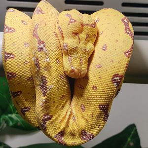 Morelia viridis - Biak - juvenile