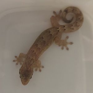 Lepidodactylus lugubris