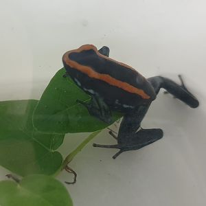 Phyllobates vittatus