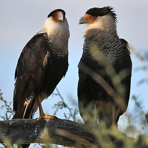 crested caracara pair