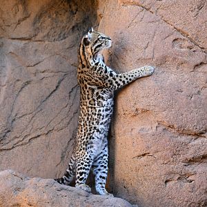 female ocelot standing upright