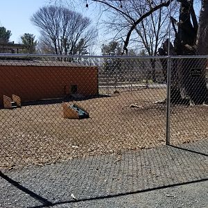 Plumpton Park Zoo - Red-necked wallaby