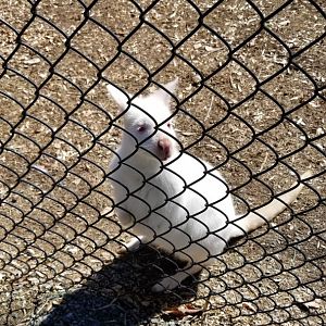 Plumpton Park Zoo - Albino red-necked wallaby