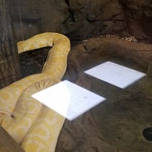 Plumpton Park Zoo - Boa constrictor (labeled Red-tailed Boa) and albino Burmese python