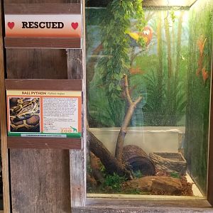 Plumpton Park Zoo - Ball python