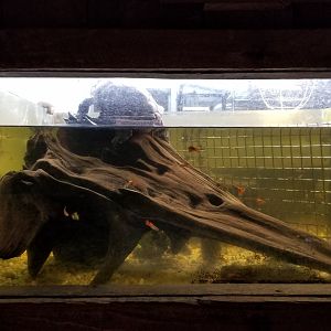 Plumpton Park Zoo - Red-eared Slider