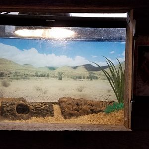 Plumpton Park Zoo - Corn snake