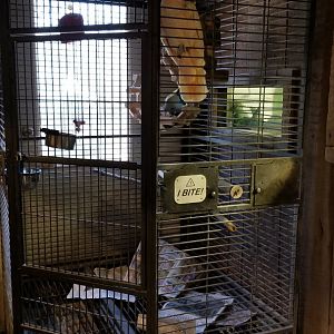 Plumpton Park Zoo - Moluccan Cockatoo