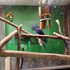 Plumpton Park Zoo - Hyacinth Macaws