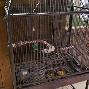 Plumpton Park Zoo - Congo African Grey Parrot