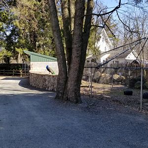 Plumpton Park Zoo - Pathway to bobcat, fox, etc