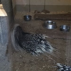 Plumpton Park Zoo - African crested porcupines