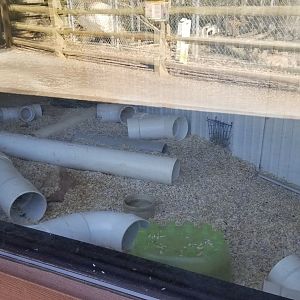 Plumpton Park Zoo - Black-tailed prairie dogs