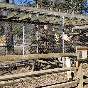 Plumpton Park Zoo - Bobcat (didn't see)