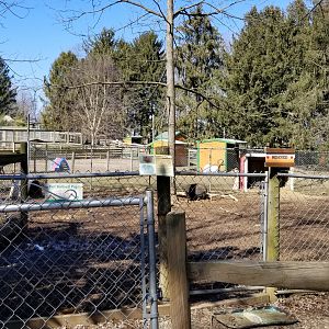Plumpton Park Zoo - Pot-bellied pigs