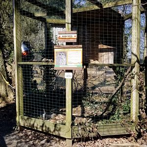 Plumpton Park Zoo - Barred owl