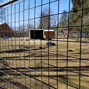 Plumpton Park Zoo - Patagonian Mara and Reeve's Muntjac