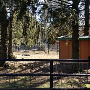 Plumpton Park Zoo - Reeve's Muntjac