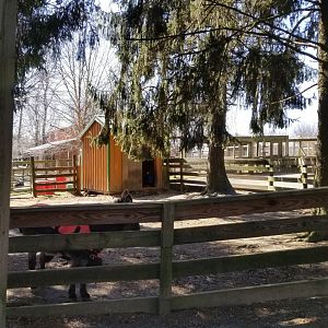 Plumpton Park Zoo - Sicilian Donkey