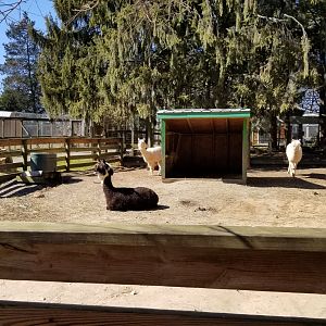 Plumpton Park Zoo - Alpacas