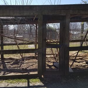 Plumpton Park Zoo - Silver pheasants 2