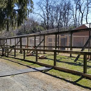 Plumpton Park Zoo - Silky chickens
