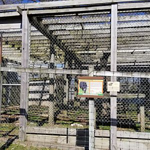Plumpton Park Zoo - American Black Bear