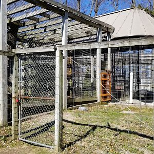 Plumpton Park Zoo - American Black Bear from the side