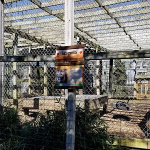 Plumpton Park Zoo - European brown bear