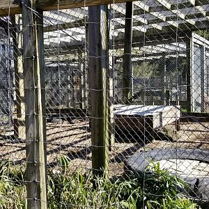 Plumpton Park Zoo - European brown bear from the side