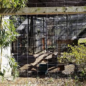 Plumpton Park Zoo - European brown bear rear
