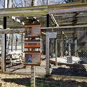 Plumpton Park Zoo - Siberian and white Bengal tigers