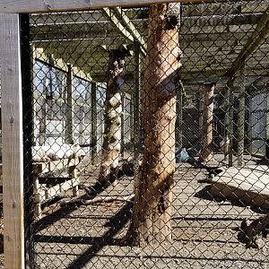 Plumpton Park Zoo - Tigers