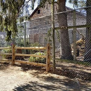 Plumpton Park Zoo - Cougar