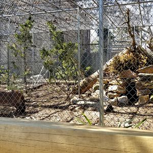 Plumpton Park Zoo - Cougar