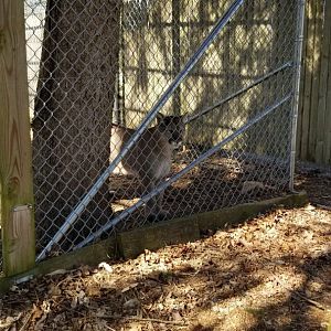 Plumpton Park Zoo - Cougar