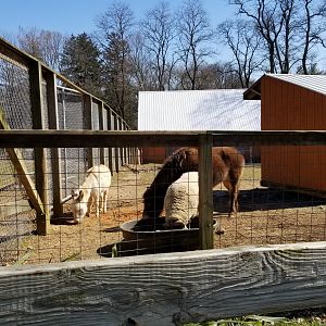Plumpton Park Zoo - Donkeys