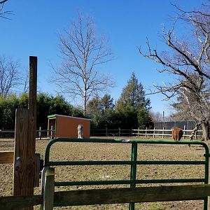 Plumpton Park Zoo - Highland Cattle