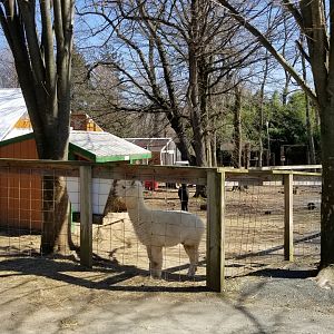 Plumpton Park Zoo - more alpacas