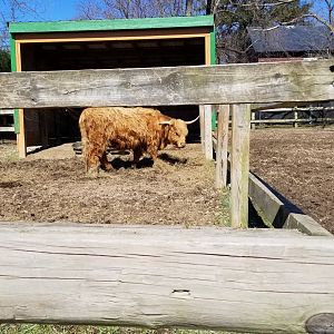 Plumpton Park Zoo - Highland cattle